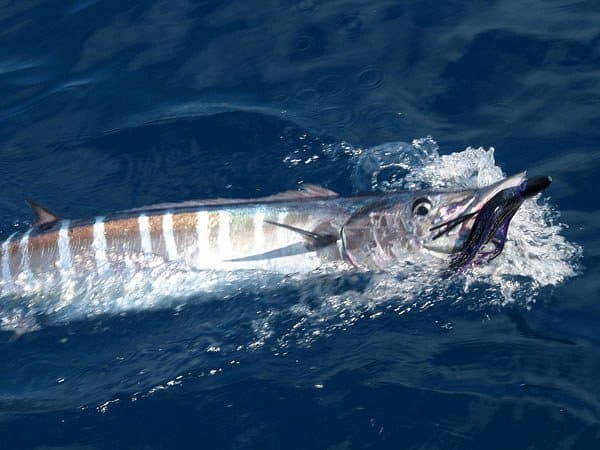 Best Offshore Trolling Speed for Mahi, Tuna, Marlin and Wahoo